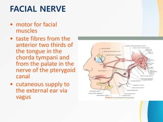 FACIAL NERVE
• motor for facial
muscles
• taste fibres from the
anterior two thirds of
the tongue in the
chorda tympani and
from the palate in the
nerve of the pterygoid
canal
• cutaneous supply to
the external ear via
vagus
 
