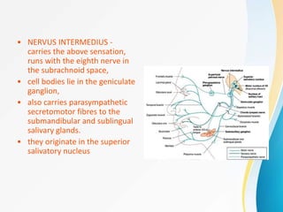 • NERVUS INTERMEDIUS -
carries the above sensation,
runs with the eighth nerve in
the subrachnoid space,
• cell bodies lie in the geniculate
ganglion,
• also carries parasympathetic
secretomotor fibres to the
submandibular and sublingual
salivary glands.
• they originate in the superior
salivatory nucleus
 