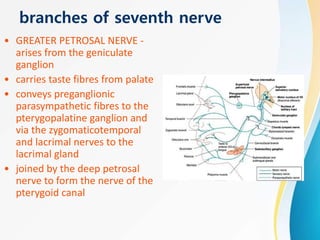 branches of seventh nerve
• GREATER PETROSAL NERVE -
arises from the geniculate
ganglion
• carries taste fibres from palate
• conveys preganglionic
parasympathetic fibres to the
pterygopalatine ganglion and
via the zygomaticotemporal
and lacrimal nerves to the
lacrimal gland
• joined by the deep petrosal
nerve to form the nerve of the
pterygoid canal
 