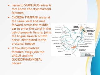 • nerve to STAPEDIUS arises 6
mm above the stylomastoid
foramen.
• CHORDA TYMPANI arises at
the same level and runs
forward across the middle
ear to enter the canal in the
petrotympanic fissure, joins
the lingual branch of fifth
nerve, distributed to the
presulcal tongue
• at the stylomastoid
foramen, twigs join the
VAGUS and the
GLOSSOPHARYNGEAL
nerves
 