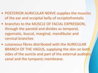 • POSTERIOR AURICULAR NERVE supplies the muscles
of the ear and occipital belly of occipitofrontalis
• branches to the MUSCLE OF FACIAL EXPRESSION,
through the parotid and divides as temporal,
zygomatic, buccal, marginal, mandibular and
cervical branches
• cutaneous fibres distributed with the AURICULAR
BRANCH OF THE VAGUS, supplying the skin on both
sides of the auricle and part of the external auditory
canal and the tympanic membrane.
 
