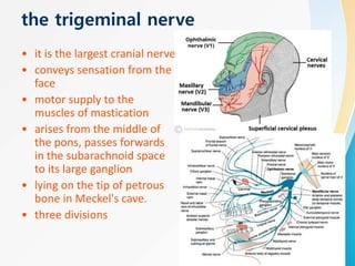 the trigeminal nerve
• it is the largest cranial nerve
• conveys sensation from the
face
• motor supply to the
muscles of mastication
• arises from the middle of
the pons, passes forwards
in the subarachnoid space
to its large ganglion
• lying on the tip of petrous
bone in Meckel's cave.
• three divisions
 