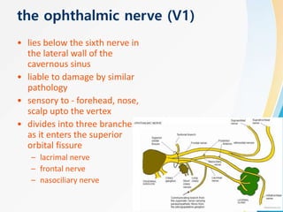 the ophthalmic nerve (V1)
• lies below the sixth nerve in
the lateral wall of the
cavernous sinus
• liable to damage by similar
pathology
• sensory to - forehead, nose,
scalp upto the vertex
• divides into three branches
as it enters the superior
orbital fissure
– lacrimal nerve
– frontal nerve
– nasociliary nerve
 