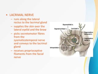 • LACRIMAL NERVE
– runs along the lateral
rectus to the lacrimal gland
– supplies the skin over the
lateral eyelid and the brow
– picks secretomotor fibres
from the
zyomaticotemporal nerve
and conveys to the lacrimal
gland
– receives proprioceptive
filaments from the facial
nerve
 
