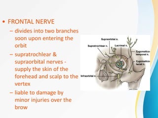• FRONTAL NERVE
– divides into two branches
soon upon entering the
orbit
– supratrochlear &
supraorbital nerves -
supply the skin of the
forehead and scalp to the
vertex
– liable to damage by
minor injuries over the
brow
 