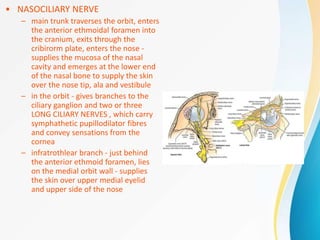 • NASOCILIARY NERVE
– main trunk traverses the orbit, enters
the anterior ethmoidal foramen into
the cranium, exits through the
cribirorm plate, enters the nose -
supplies the mucosa of the nasal
cavity and emerges at the lower end
of the nasal bone to supply the skin
over the nose tip, ala and vestibule
– in the orbit - gives branches to the
ciliary ganglion and two or three
LONG CILIARY NERVES , which carry
symphathetic pupillodilator fibres
and convey sensations from the
cornea
– infratrothlear branch - just behind
the anterior ethmoid foramen, lies
on the medial orbit wall - supplies
the skin over upper medial eyelid
and upper side of the nose
 