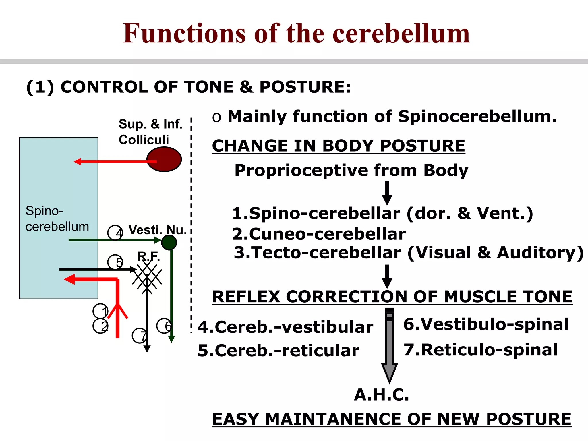 The cerebellum | PPTX