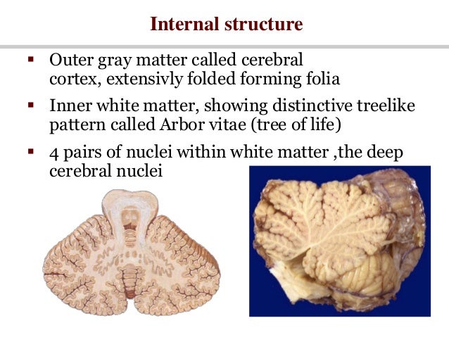 the cerebellum the cerebellum
