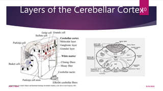 Layers of the Cerebellar Cortex
9/25/2019Elvis J. Davis
10
 