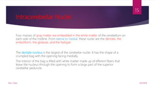 Intracerebellar Nuclei
Four masses of gray matter are embedded in the white matter of the cerebellum on
each side of the midline. From lateral to medial, these nuclei are the dentate, the
emboliform, the globose, and the fastigial.
The dentate nucleus is the largest of the cerebellar nuclei. It has the shape of a
crumpled bag with the opening facing medially.
The interior of the bag is ﬁlled with white matter made up of efferent fibers that
leave the nucleus through the opening to form a large part of the superior
cerebellar peduncle.
9/25/2019Elvis J. Davis
15
 