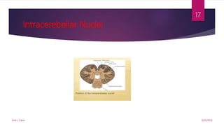 Intracerebellar Nuclei
9/25/2019Elvis J. Davis
17
 
