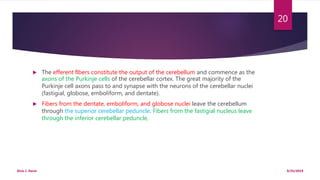  The efferent ﬁbers constitute the output of the cerebellum and commence as the
axons of the Purkinje cells of the cerebellar cortex. The great majority of the
Purkinje cell axons pass to and synapse with the neurons of the cerebellar nuclei
(fastigial, globose, emboliform, and dentate).
 Fibers from the dentate, emboliform, and globose nuclei leave the cerebellum
through the superior cerebellar peduncle. Fibers from the fastigial nucleus leave
through the inferior cerebellar peduncle.
9/25/2019Elvis J. Davis
20
 