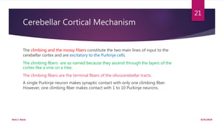Cerebellar Cortical Mechanism
The climbing and the mossy fibers constitute the two main lines of input to the
cerebellar cortex and are excitatory to the Purkinje cells.
The climbing ﬁbers are so named because they ascend through the layers of the
cortex like a vine on a tree.
The climbing ﬁbers are the terminal ﬁbers of the olivocerebellar tracts.
A single Purkinje neuron makes synaptic contact with only one climbing ﬁber.
However, one climbing ﬁber makes contact with 1 to 10 Purkinje neurons.
9/25/2019Elvis J. Davis
21
 