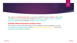 The superior cerebellar peduncles connect the cerebellum to the midbrain, the middle
cerebellar peduncles connect the cerebellum to the pons, and the inferior cerebellar
peduncles connect the cerebellum to the medulla oblongata.
Cerebellar Afferent Fibers(From Cerebral cortex)
The cerebral cortex sends information to the cerebellum by three pathways: (1) the
corticopontocerebellar pathway, (2) the cerebro-olivocerebellar pathway, and (3) the
cerebroreticulocerebellar pathway.
9/25/2019Elvis J. Davis
25
 
