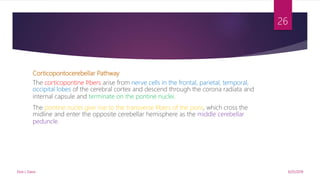 Corticopontocerebellar Pathway
The corticopontine ﬁbers arise from nerve cells in the frontal, parietal, temporal,
occipital lobes of the cerebral cortex and descend through the corona radiata and
internal capsule and terminate on the pontine nuclei.
The pontine nuclei give rise to the transverse ﬁbers of the pons, which cross the
midline and enter the opposite cerebellar hemisphere as the middle cerebellar
peduncle.
9/25/2019Elvis J. Davis
26
 