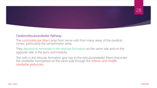 Cerebroreticulocerebellar Pathway
The corticoreticular ﬁbers arise from nerve cells from many areas of the cerebral
cortex, particularly the sensorimotor areas.
They descend to terminate in the reticular formation on the same side and on the
opposite side in the pons and medulla.
The cells in the reticular formation give rise to the reticulocerebellar ﬁbers that enter
the cerebellar hemisphere on the same side through the inferior and middle
cerebellar peduncles.
9/25/2019Elvis J. Davis
28
 