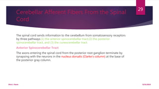 Cerebellar Afferent Fibers From the Spinal
Cord
The spinal cord sends information to the cerebellum from somatosensory receptors
by three pathways:(1) the anterior spinocerebellar tract,(2) the posterior
spinocerebellar tract, and (3) the cuneocerebellar tract.
Anterior Spinocerebellar Tract
The axons entering the spinal cord from the posterior root ganglion terminate by
synapsing with the neurons in the nucleus dorsalis (Clarke’s column) at the base of
the posterior gray column.
9/25/2019Elvis J. Davis
29
 