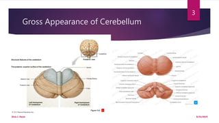 Gross Appearance of Cerebellum
9/25/2019Elvis J. Davis
3
 