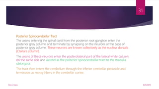 Posterior Spinocerebellar Tract
The axons entering the spinal cord from the posterior root ganglion enter the
posterior gray column and terminate by synapsing on the neurons at the base of
posterior gray column. These neurons are known collectively as the nucleus dorsalis
(Clarke’s column).
The axons of these neurons enter the posterolateral part of the lateral white column
on the same side and ascend as the posterior spinocerebellar tract to the medulla
oblongata.
The tract then enters the cerebellum through the inferior cerebellar peduncle and
terminates as mossy ﬁbers in the cerebellar cortex.
9/25/2019Elvis J. Davis
31
 