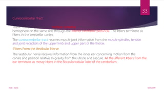 Cuneocerebellar Tract
These fibers originate in the nucleus cuneatus of the medulla oblongata and enter the cerebellar
hemisphere on the same side through the inferior cerebellar peduncle. The ﬁbers terminate as
ﬁbers in the cerebellar cortex.
The cuneocerebellar tract receives muscle joint information from the muscle spindles, tendon
and joint receptors of the upper limb and upper part of the thorax.
Fibers From the Vestibular Nerve
The vestibular nerve receives information from the inner ear concerning motion from the
canals and position relative to gravity from the utricle and saccule. All the afferent ﬁbers from the
ear terminate as mossy ﬁbers in the ﬂocculonodular lobe of the cerebellum.
9/25/2019Elvis J. Davis
33
 