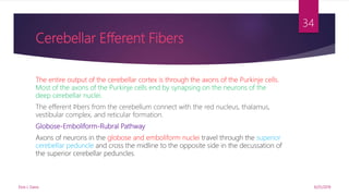 Cerebellar Efferent Fibers
The entire output of the cerebellar cortex is through the axons of the Purkinje cells.
Most of the axons of the Purkinje cells end by synapsing on the neurons of the
deep cerebellar nuclei.
The efferent ﬁbers from the cerebellum connect with the red nucleus, thalamus,
vestibular complex, and reticular formation.
Globose-Emboliform-Rubral Pathway
Axons of neurons in the globose and emboliform nuclei travel through the superior
cerebellar peduncle and cross the midline to the opposite side in the decussation of
the superior cerebellar peduncles.
9/25/2019Elvis J. Davis
34
 