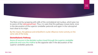 The ﬁbers end by synapsing with cells of the contralateral red nucleus, which give rise
to axons of the rubrospinal tract. Thus, it is seen that this pathway crosses twice, once
in the decussation of the superior cerebellar peduncle and again in the rubrospinal
tract close to its origin.
By this means, the globose and emboliform nuclei inﬂuence motor activity on the
same side of the body.
Dentothalamic Pathway
Axons of neurons in the dentate nucleus travel through the superior cerebellar
peduncle and cross the midline to the opposite side in the decussation of the
superior cerebellar peduncle.
9/25/2019Elvis J. Davis
35
 