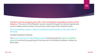 The ﬁbers end by synapsing with cells in the contralateral ventrolateral nucleus of the
thalamus. The axons of the thalamic neurons ascend through the internal capsule and
corona radiata and terminate in the primary motor area of the cerebral cortex.
Thus, the dentate nucleus is able to coordinate muscle activity on the same side of
the body.
Fastigial Vestibular Pathway
The axons of neurons in the fastigial nucleus travel through the inferior cerebellar
peduncle and end by projecting on the neurons of the lateral vestibular nucleus on
both sides.
9/25/2019Elvis J. Davis
36
 