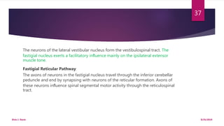 The neurons of the lateral vestibular nucleus form the vestibulospinal tract. The
fastigial nucleus exerts a facilitatory inﬂuence mainly on the ipsilateral extensor
muscle tone.
Fastigial Reticular Pathway
The axons of neurons in the fastigial nucleus travel through the inferior cerebellar
peduncle and end by synapsing with neurons of the reticular formation. Axons of
these neurons inﬂuence spinal segmental motor activity through the reticulospinal
tract.
9/25/2019Elvis J. Davis
37
 