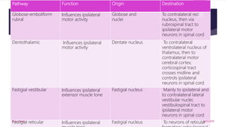 Pathway Function Origin Destination
Globose-emboliform
rubral
Inﬂuences ipsilateral
motor activity
Globose and
nuclei
To contralateral red
nucleus, then via
rubrospinal tract to
ipsilateral motor
neurons in spinal cord
Dentothalamic Inﬂuences ipsilateral
motor activity
Dentate nucleus To contralateral
ventrolateral nucleus of
thalamus, then to
contralateral motor
cerebral cortex;
corticospinal tract
crosses midline and
controls ipsilateral
neurons in spinal cord
Fastigial vestibular Inﬂuences ipsilateral
extensor muscle tone
Fastigial nucleus Mainly to ipsilateral and
to contralateral lateral
vestibular nuclei;
vestibulospinal tract to
ipsilateral motor
neurons in spinal cord
Fastigial reticular Inﬂuences ipsilateral Fastigial nucleus To neurons of reticular9/25/2019Elvis J. Davis
38
 