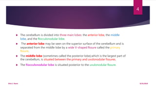  The cerebellum is divided into three main lobes: the anterior lobe, the middle
lobe, and the ﬂocculonodular lobe.
 The anterior lobe may be seen on the superior surface of the cerebellum and is
separated from the middle lobe by a wide V-shaped ﬁssure called the primary
ﬁssure.
 The middle lobe (sometimes called the posterior lobe),which is the largest part of
the cerebellum, is situated between the primary and uvulonodular fissures.
 The ﬂocculonodular lobe is situated posterior to the uvulonodular ﬁssure.
9/25/2019Elvis J. Davis
4
 