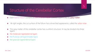 Structure of the Cerebellar Cortex
 The cerebellar cortex can be regarded as a large sheet with folds(Folia) lying in the coronal or
transverse plane.
 Each fold or folium contains a core of white matter covered superﬁcially by gray matter.
 At right angles, the cut surface of the folium has a branched appearance, called the arbor vitae.
 The gray matter of the cerebellar cortex has a uniform structure. It may be divided into three
layers:
 the molecular layer(external layer)
 the Purkinje cell layer(middle layer)
 the granular layer(internal layer)
9/25/2019Elvis J. Davis
5
 