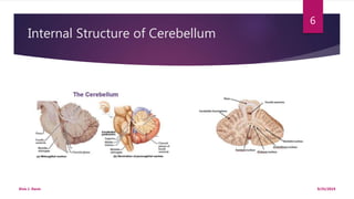 Internal Structure of Cerebellum
9/25/2019Elvis J. Davis
6
 