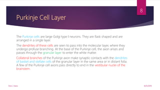 Purkinje Cell Layer
The Purkinje cells are large Golgi type I neurons. They are ﬂask shaped and are
arranged in a single layer.
The dendrites of these cells are seen to pass into the molecular layer, where they
undergo profuse branching. At the base of the Purkinje cell, the axon arises and
passes through the granular layer to enter the white matter.
Collateral branches of the Purkinje axon make synaptic contacts with the dendrites
of basket and stellate cells of the granular layer in the same area or in distant folia.
A few of the Purkinje cell axons pass directly to end in the vestibular nuclei of the
brainstem.
9/25/2019Elvis J. Davis
8
 