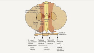 Role of the Cerebellum in Motor Control.pptx