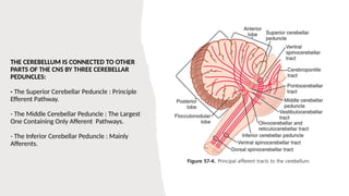 Role of the Cerebellum in Motor Control.pptx