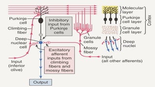 Role of the Cerebellum in Motor Control.pptx