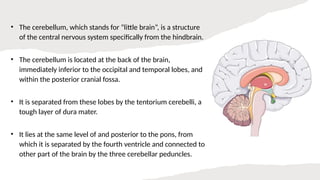 Role of the Cerebellum in Motor Control.pptx