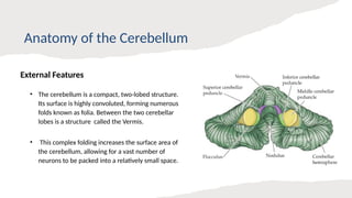 Role of the Cerebellum in Motor Control.pptx