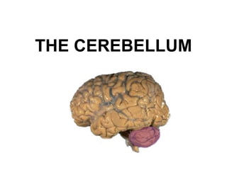 THE CEREBELLUM 