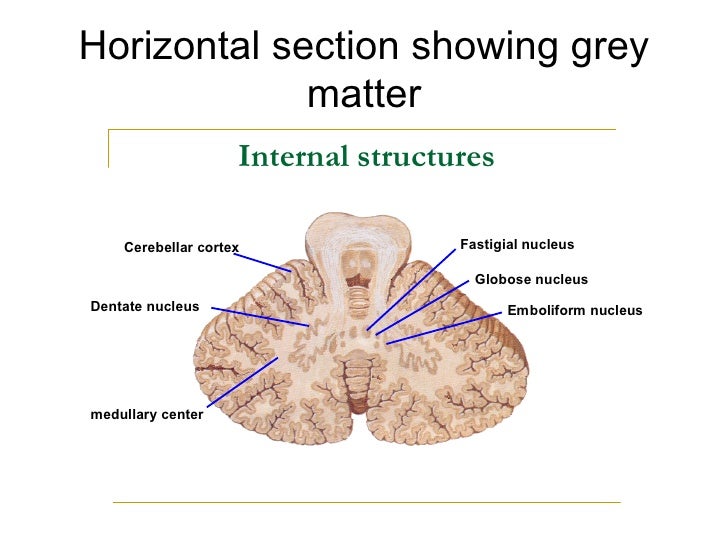 the cerebellum demo the cerebellum demo