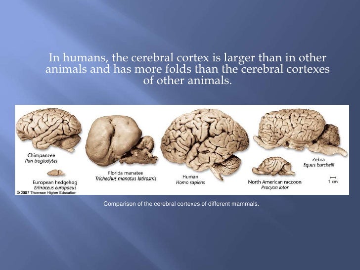 The Cerebral Cortex
