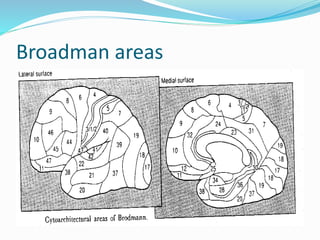 Broad Man Classification The cerebral hemispheres - Gross Anatomy & Connections | PPTX