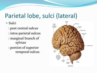 The cerebral hemispheres - Gross Anatomy & Connections | PPTX