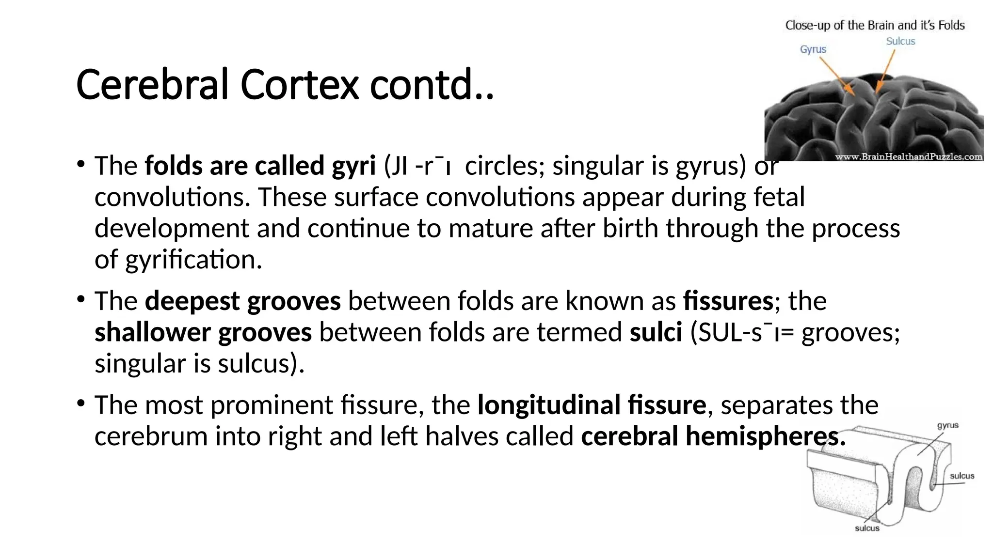 Cerebral Cortex contd..
• The folds are called gyri (JI -r¯ı circles; singular is gyrus) or
convolutions. These surface convolutions appear during fetal
development and continue to mature after birth through the process
of gyrification.
• The deepest grooves between folds are known as ﬁssures; the
shallower grooves between folds are termed sulci (SUL-s¯ı= grooves;
singular is sulcus).
• The most prominent ﬁssure, the longitudinal ﬁssure, separates the
cerebrum into right and left halves called cerebral hemispheres.
 