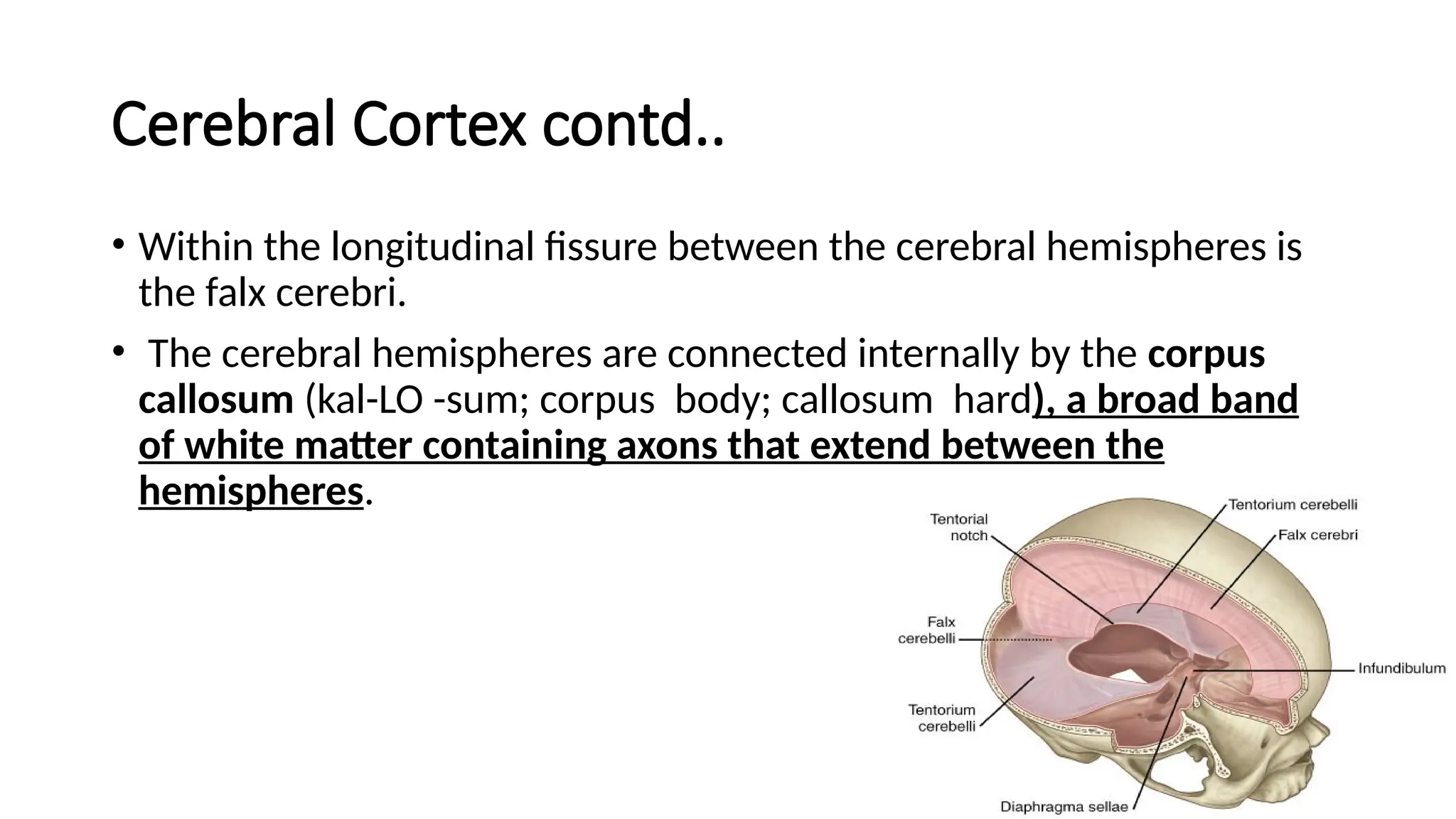 Cerebral Cortex contd..
• Within the longitudinal ﬁssure between the cerebral hemispheres is
the falx cerebri.
• The cerebral hemispheres are connected internally by the corpus
callosum (kal-LO -sum; corpus body; callosum hard), a broad band
of white matter containing axons that extend between the
hemispheres.
 