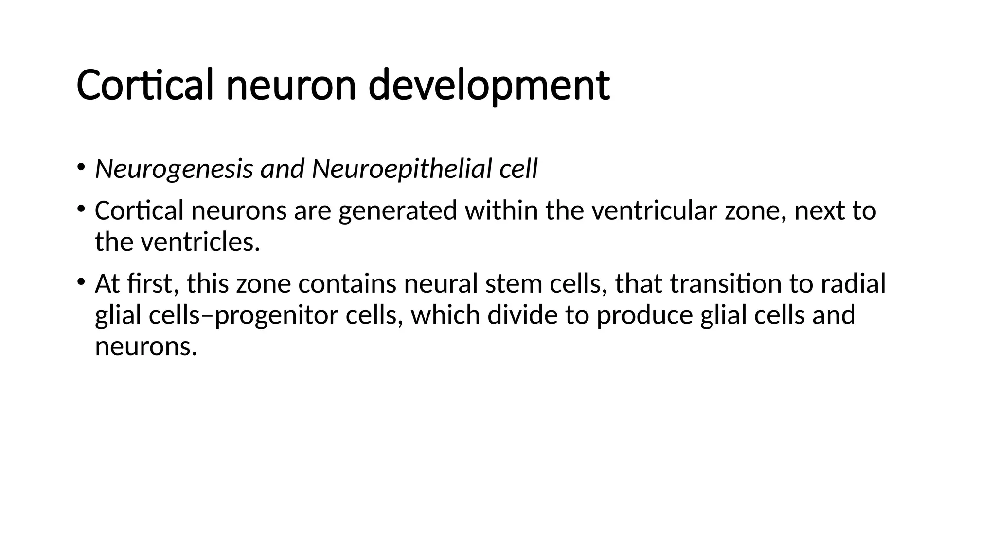 Cortical neuron development
• Neurogenesis and Neuroepithelial cell
• Cortical neurons are generated within the ventricular zone, next to
the ventricles.
• At first, this zone contains neural stem cells, that transition to radial
glial cells–progenitor cells, which divide to produce glial cells and
neurons.
 