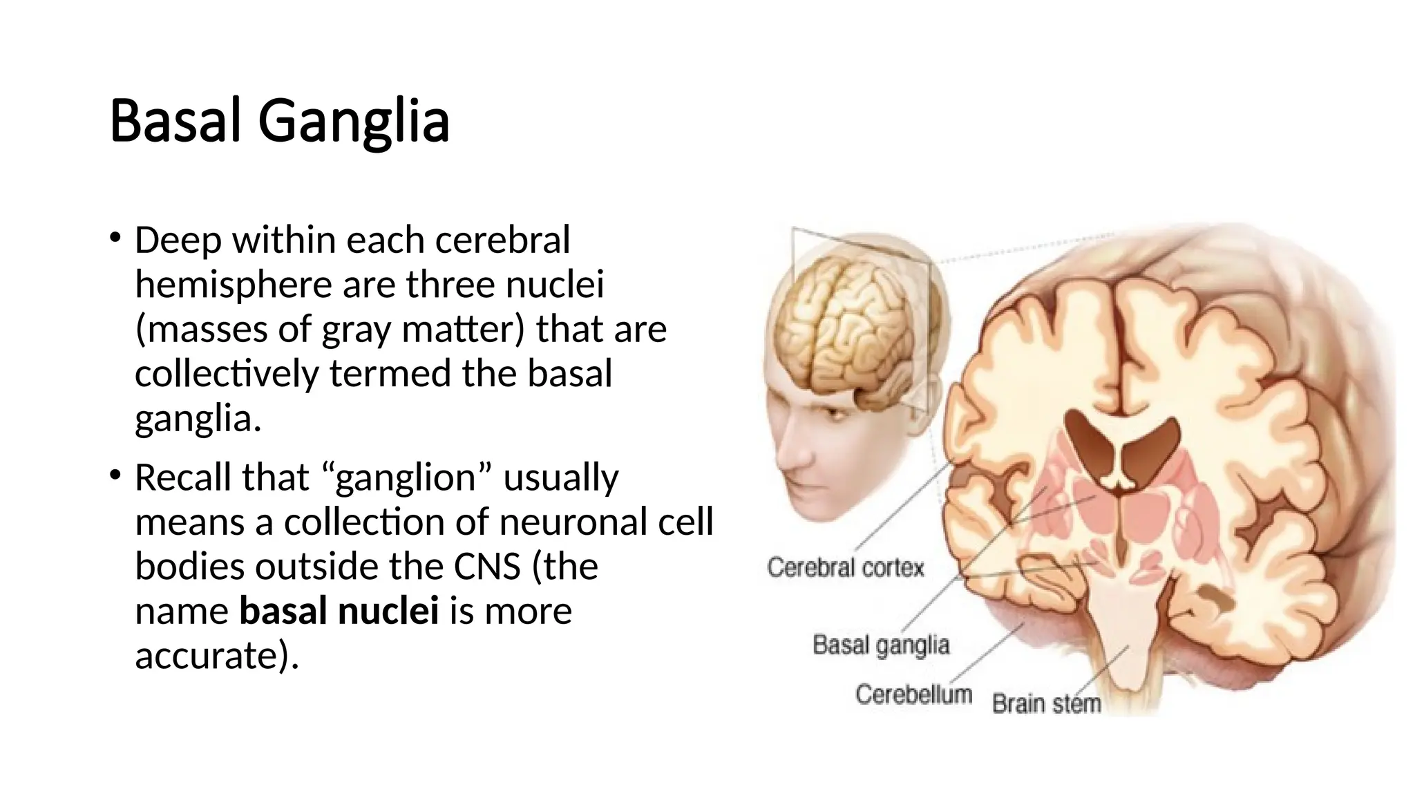 Basal Ganglia
• Deep within each cerebral
hemisphere are three nuclei
(masses of gray matter) that are
collectively termed the basal
ganglia.
• Recall that “ganglion” usually
means a collection of neuronal cell
bodies outside the CNS (the
name basal nuclei is more
accurate).
 