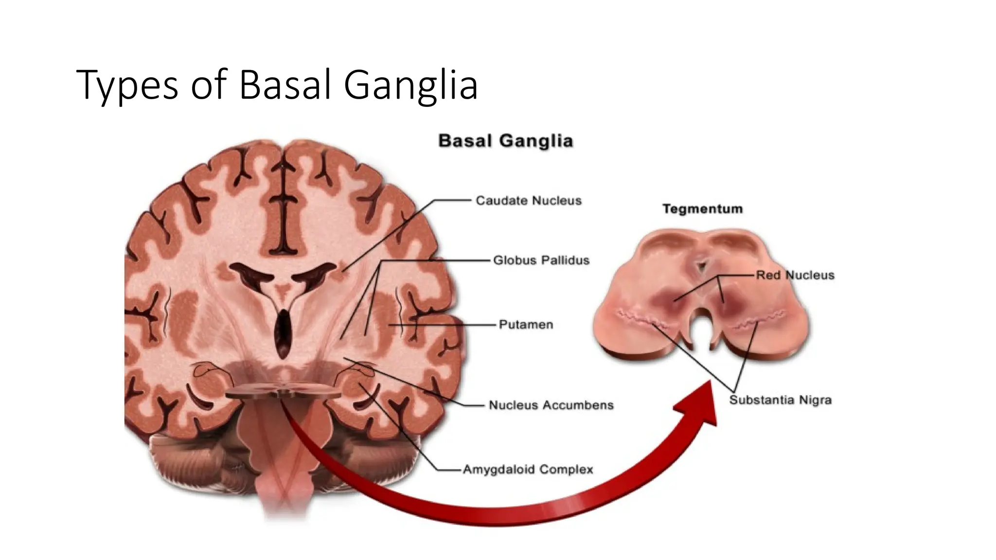Types of Basal Ganglia
 