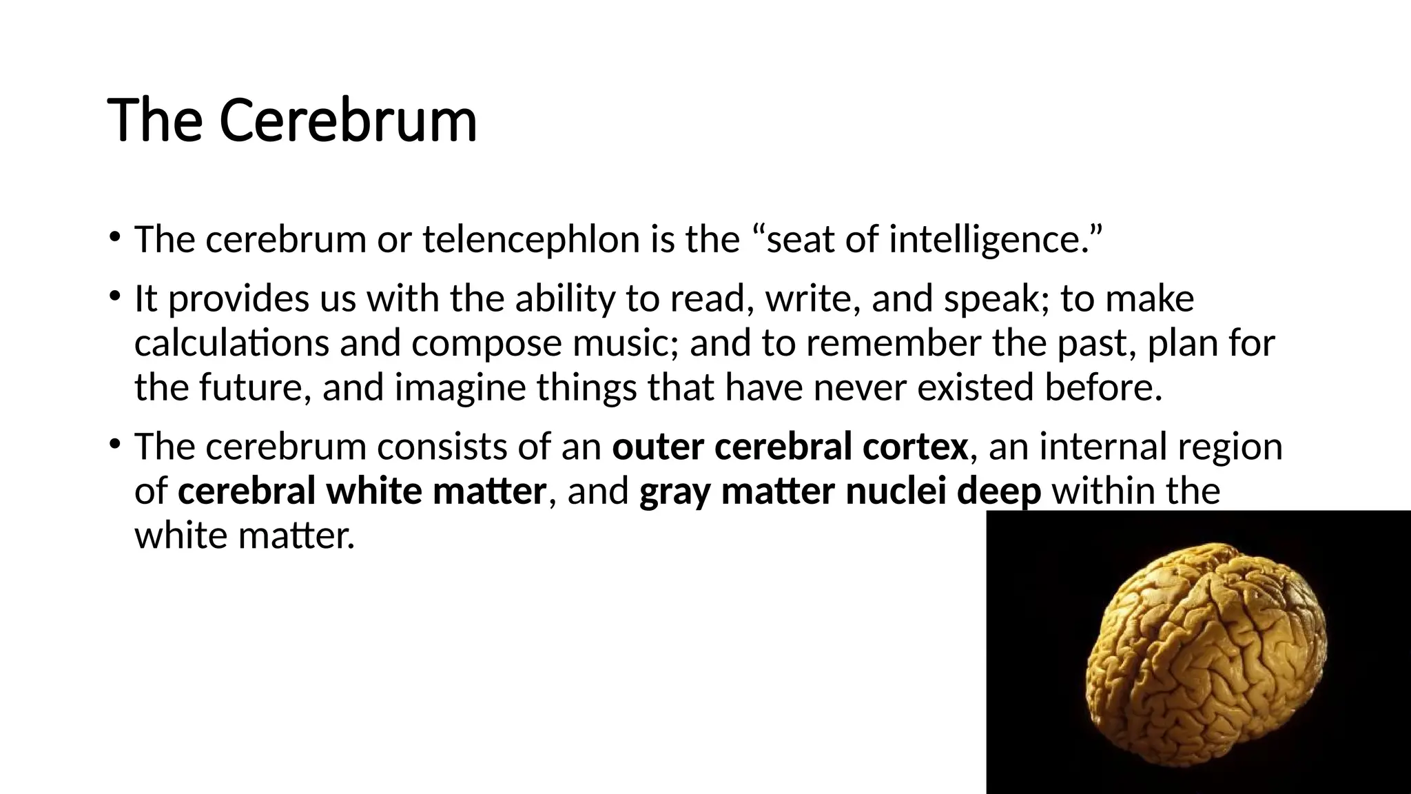 The Cerebrum
• The cerebrum or telencephlon is the “seat of intelligence.”
• It provides us with the ability to read, write, and speak; to make
calculations and compose music; and to remember the past, plan for
the future, and imagine things that have never existed before.
• The cerebrum consists of an outer cerebral cortex, an internal region
of cerebral white matter, and gray matter nuclei deep within the
white matter.
 