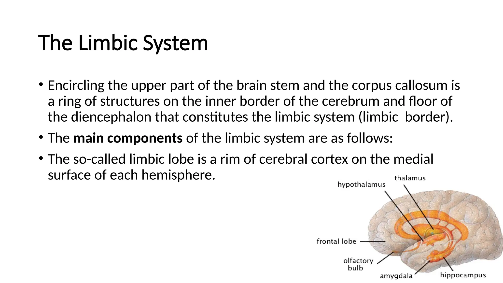 The Limbic System
• Encircling the upper part of the brain stem and the corpus callosum is
a ring of structures on the inner border of the cerebrum and ﬂoor of
the diencephalon that constitutes the limbic system (limbic border).
• The main components of the limbic system are as follows:
• The so-called limbic lobe is a rim of cerebral cortex on the medial
surface of each hemisphere.
 